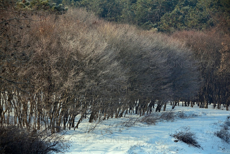 Maple Trees