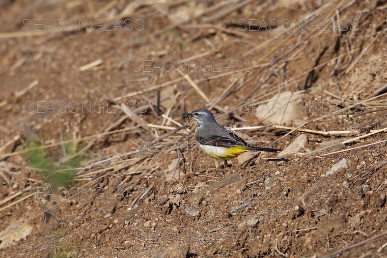 Grey Wagtail