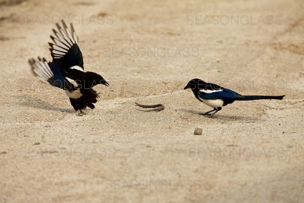 Magpies and Korean Rat Snake