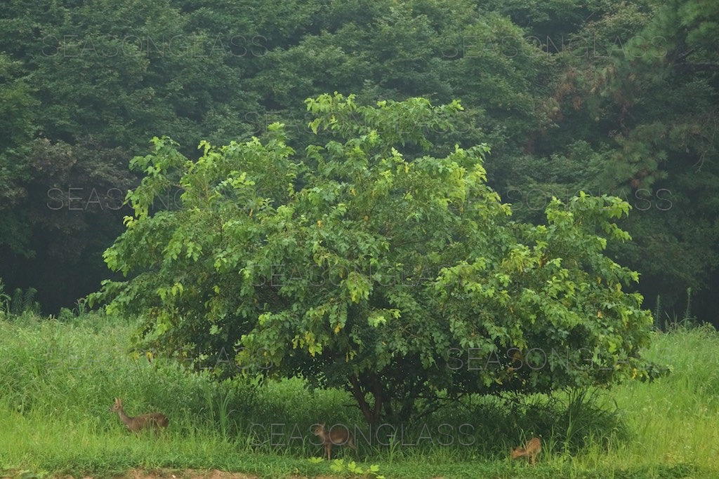 Water Deer