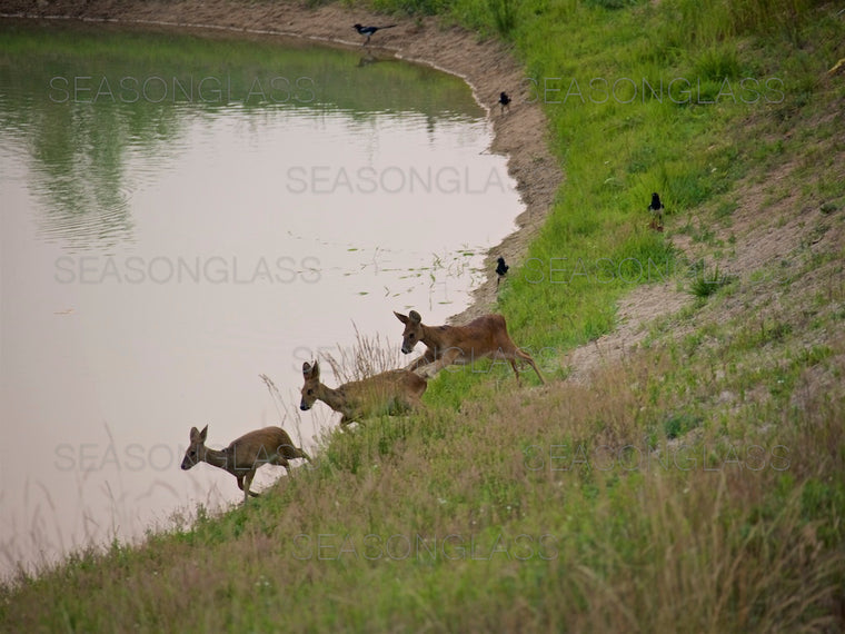 Water Deer