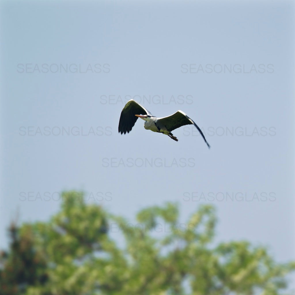 Grey Heron