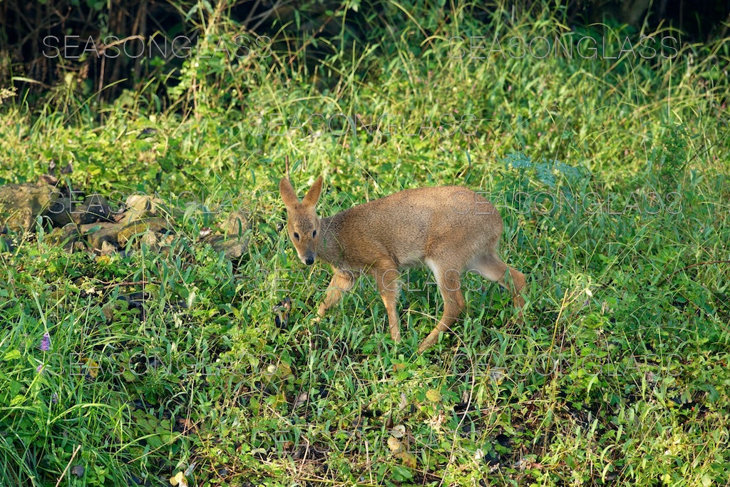 Water Deer