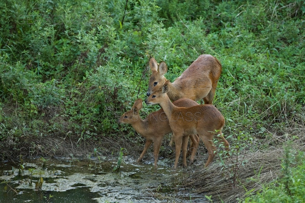 Water Deer