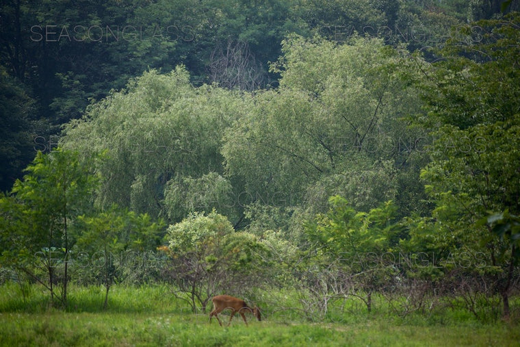 Water Deer