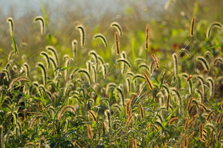 Green Foxtails
